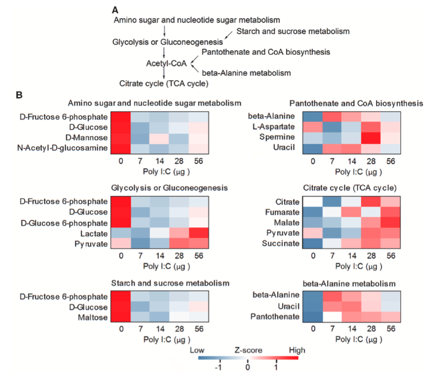 Fish and Shellfish Immunology丨TLR3激动剂通过增强三羧酸循环从而增强斑马鱼对细菌感染的抗性 知乎