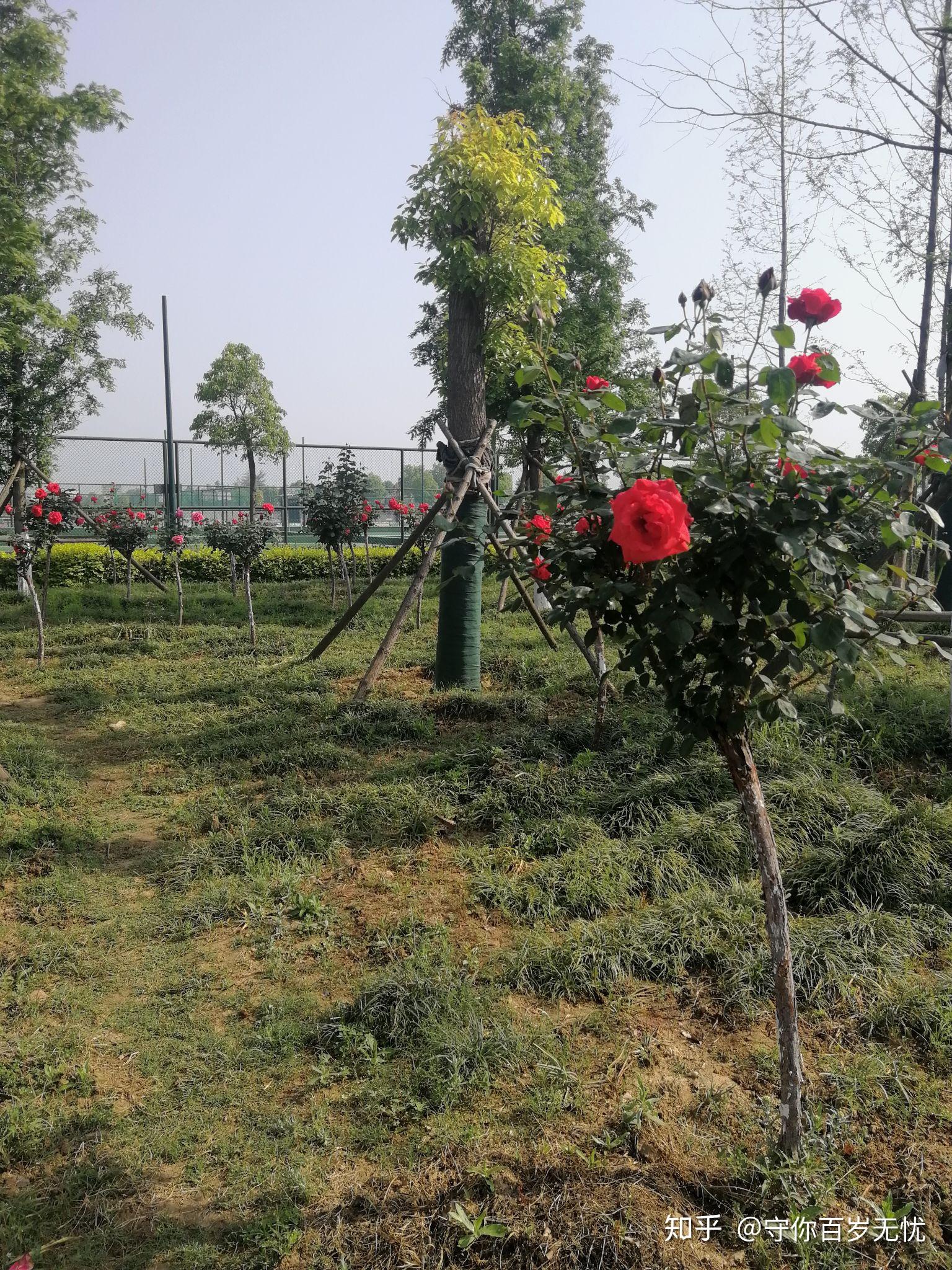 如何评价天狼(姜正之)推出的小型树月季棒棒糖