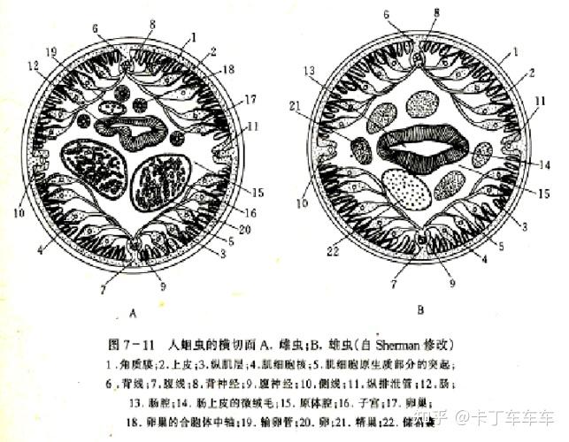 蛔虫的结构简图图片