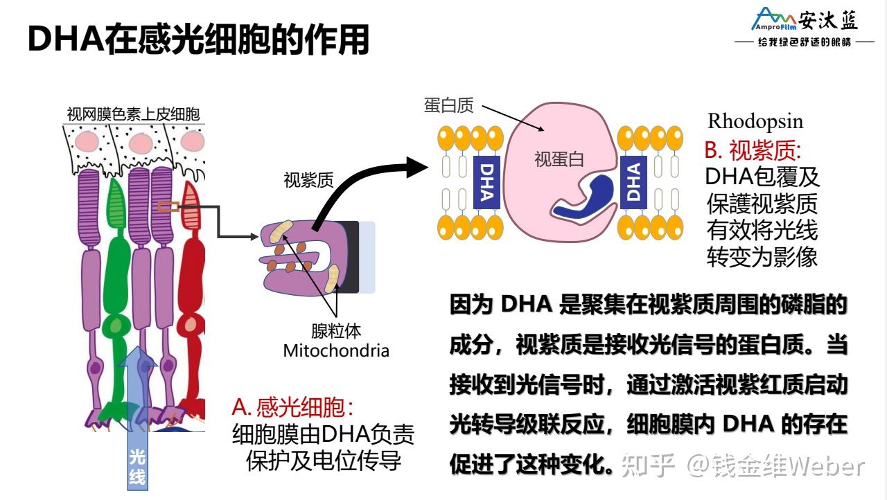 医学临床论文|DHA及其衍生物对视网膜完整性的重要作用 - 知乎
