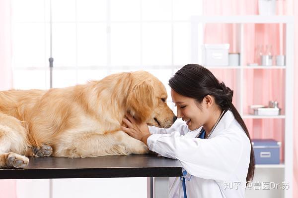 兽医教你：如何选择适合的宠物医院 - 知乎