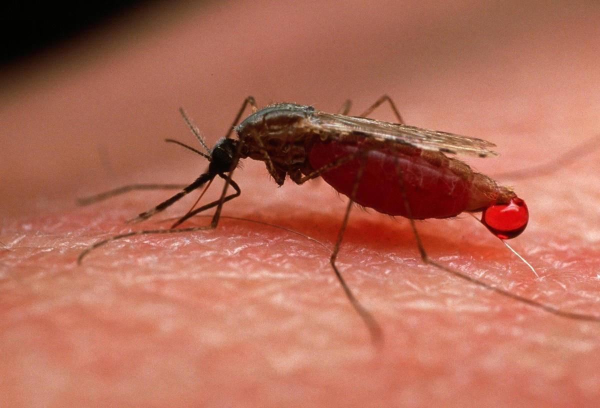 蚊子为何总独宠我一人难道它真的爱叮o型血的人其实它很冤枉