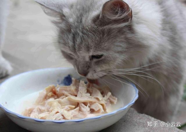 猫咪不吃东西该怎么办?