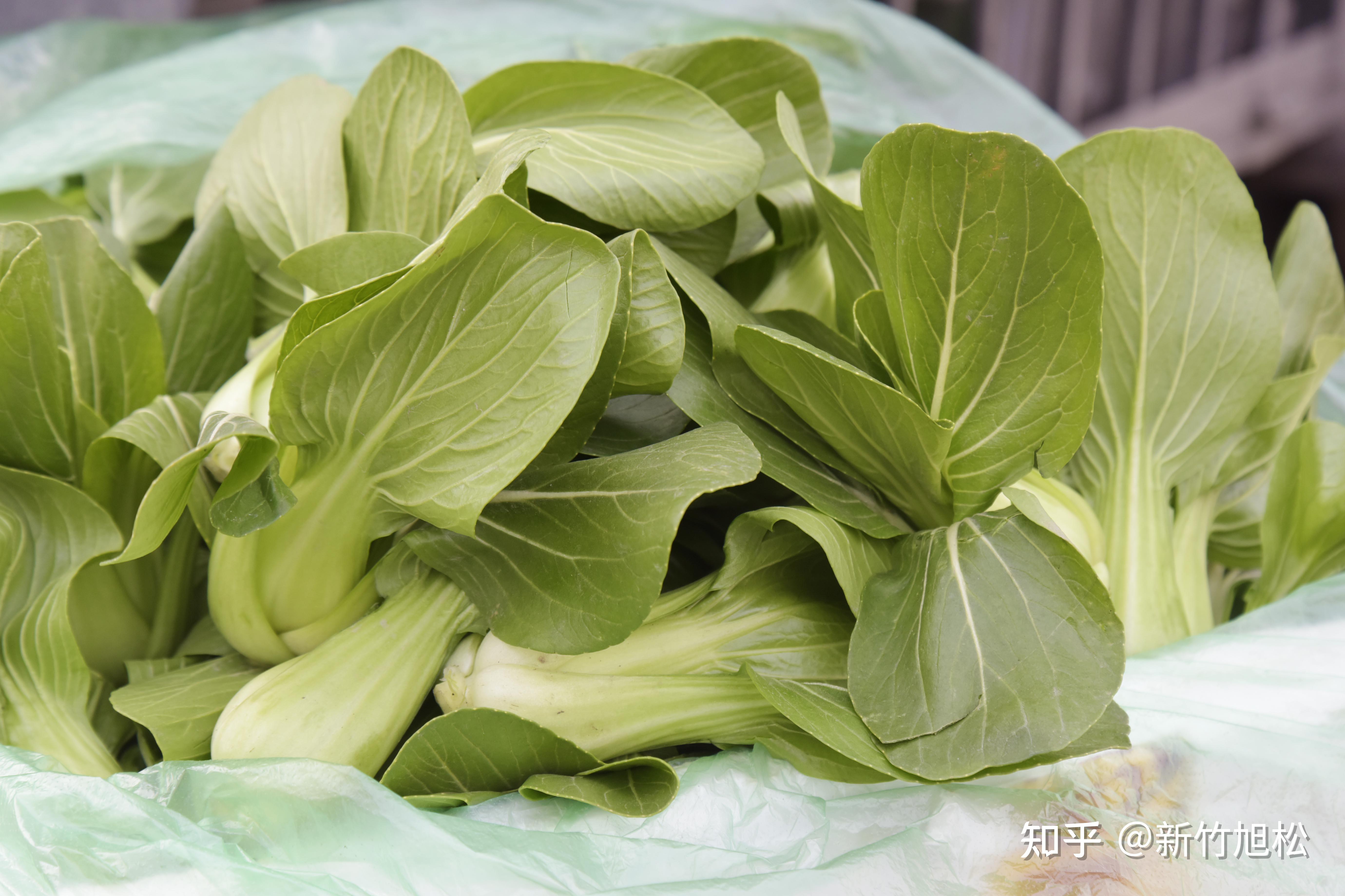 给首都冬季菜篮子增绿添彩的水叶菜