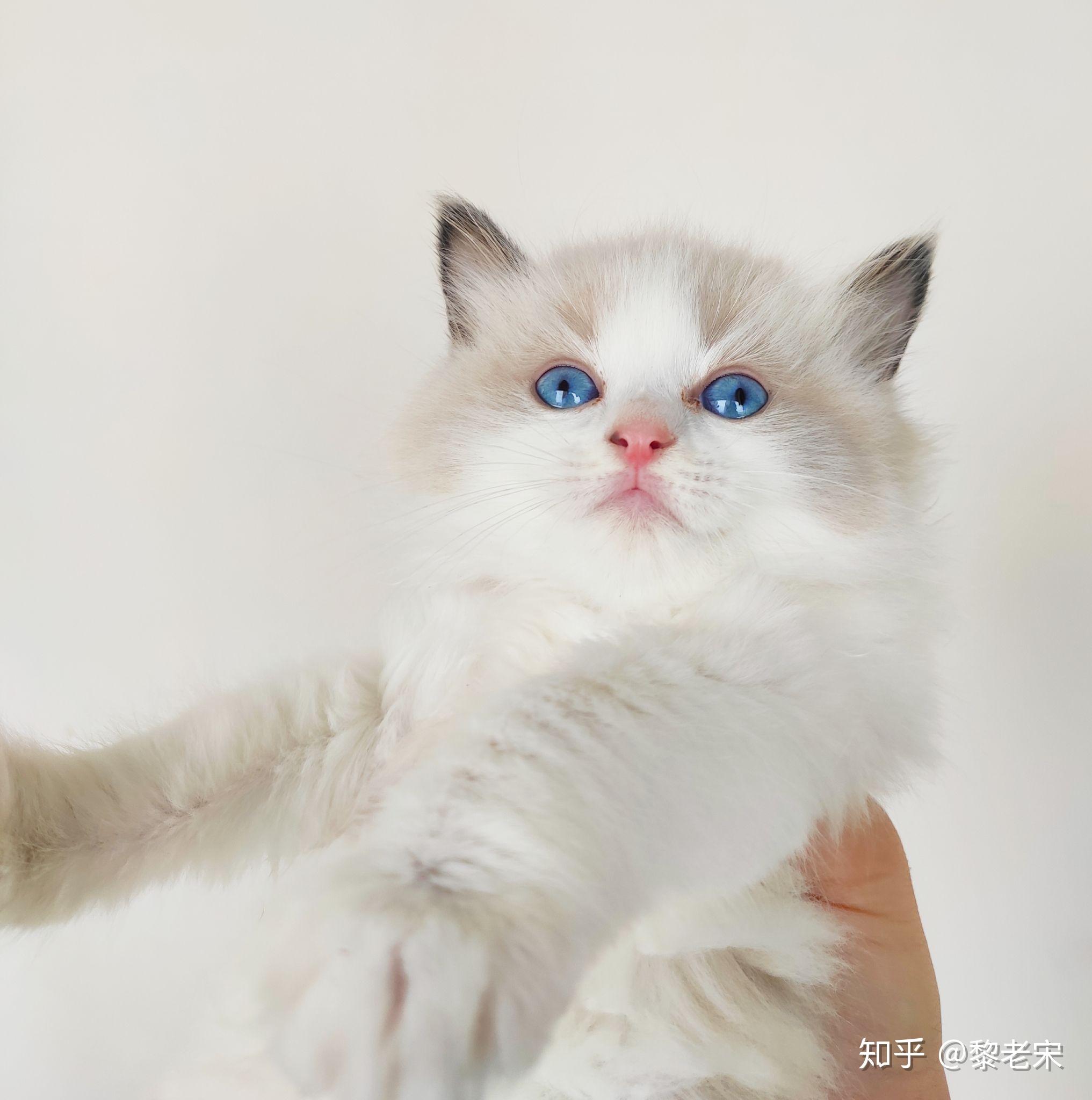 纯白色粉红耳黑尾巴是布偶猫吗? - 知乎