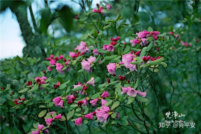 梵净山升仙之山,超越时空的净地,世间难得的一方净土-仙气飘飘的梵净山叫什么