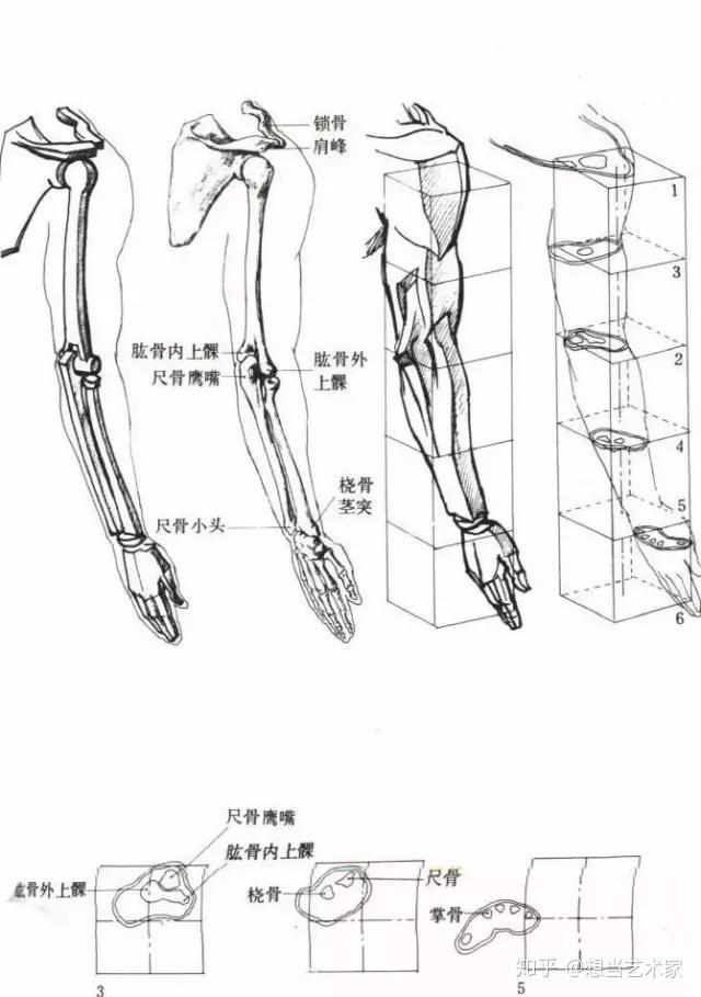 人體結構速寫人體結構超詳細分析