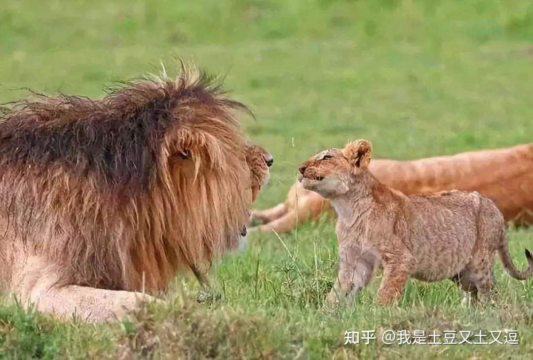 雄狮为什么要咬死6个月以内幼崽?母狮一生要经历多少丧子之痛? - 知乎