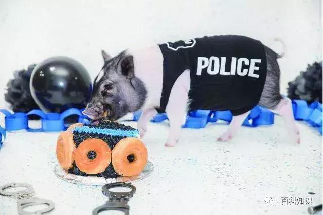 在认识到猪的"智商"之后,人们又开始训练猪做起了警察,防爆员,缉毒员