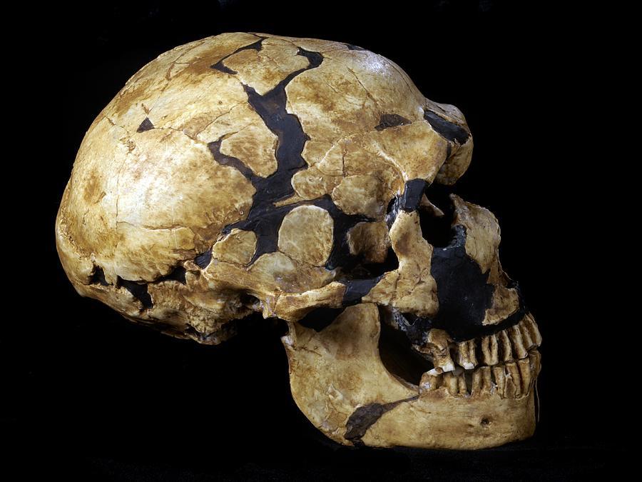 被误解的尼安德特人