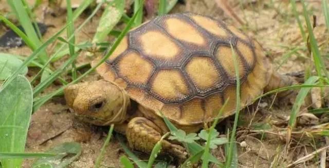 原来,他们放生的是一种叫"穴居沙龟"的乌龟.