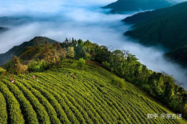 被茶圣陆羽称为“茶中第一”的贡品紫笋茶，你喝过吗？ - 知乎