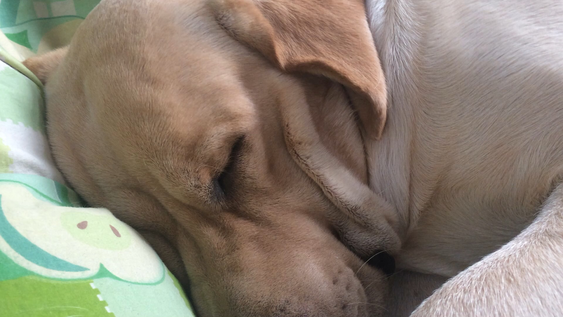 第一次养狗有什么注意事项 知乎