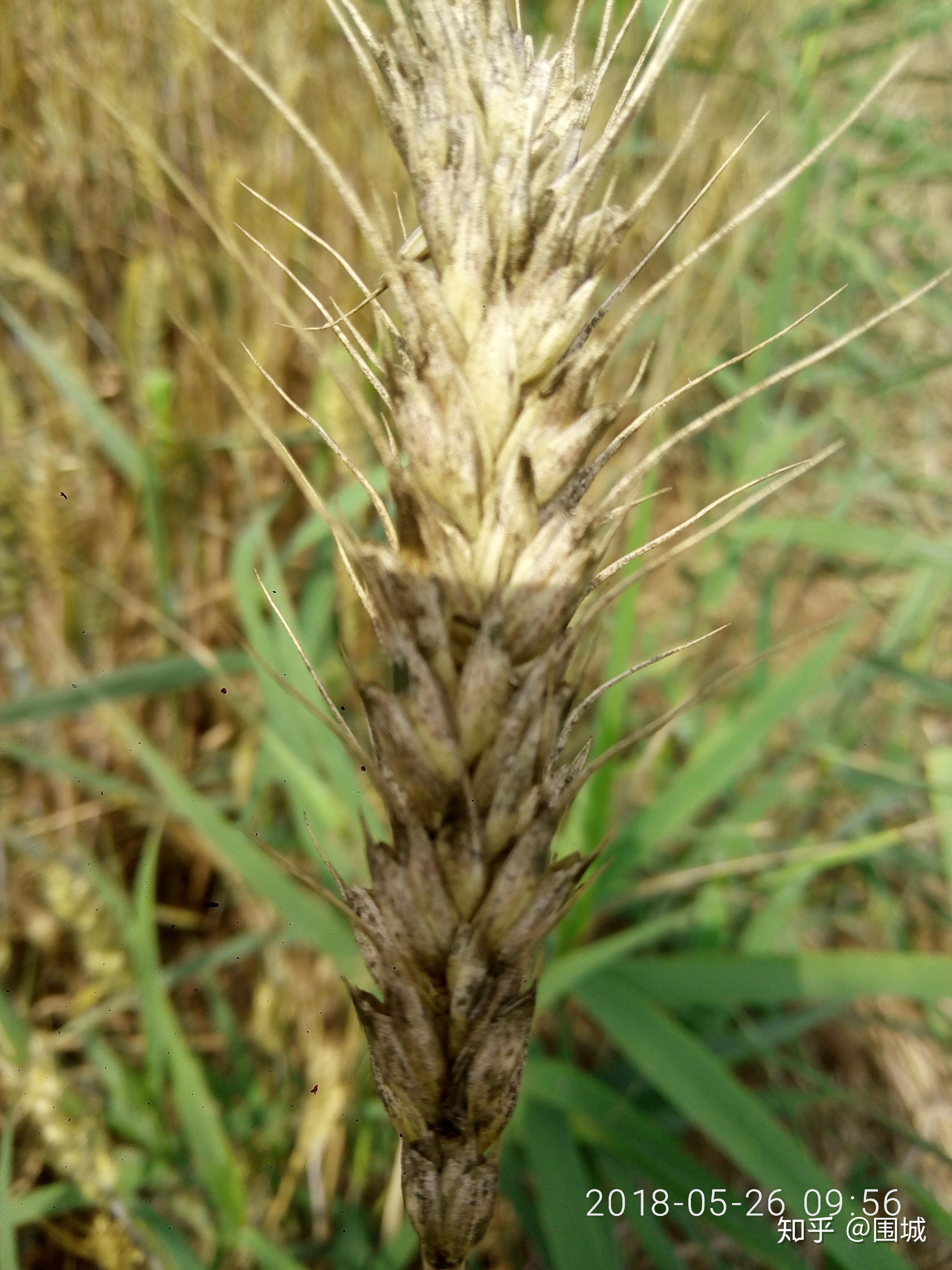 发霉的小麦 - 知乎