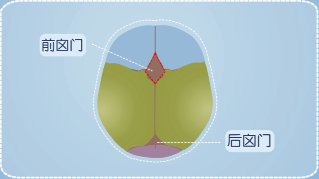 头顶的叫前囟门,形状类似菱形,出生时差不多是成人拇指头大小,1.
