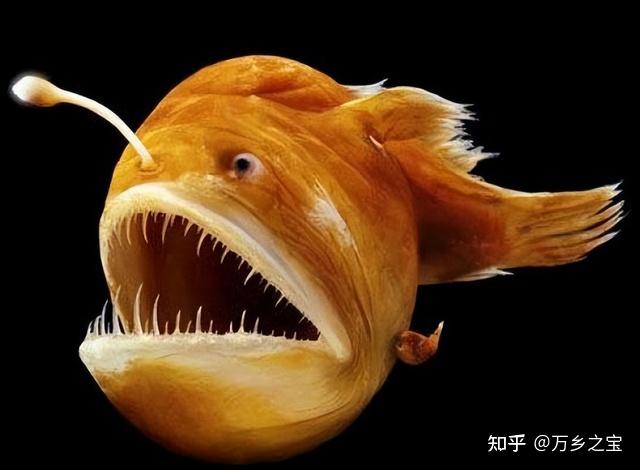 长得奇丑无比却逃不掉被吃的命运这些深海鱼太难了