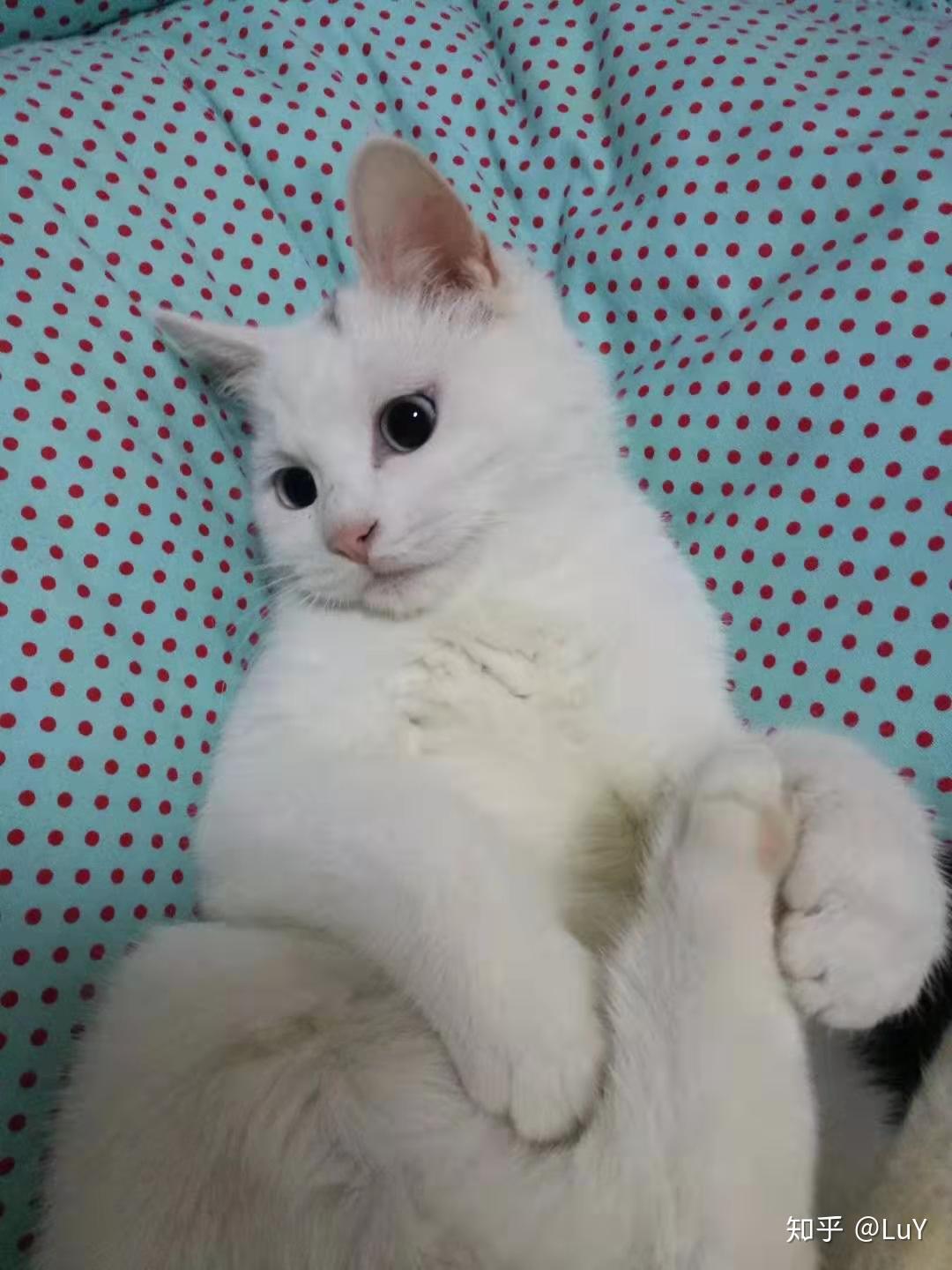 刚出生没多久的小奶猫怎么养?