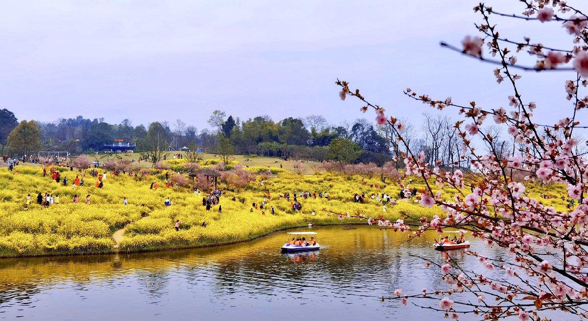 重慶巴南天坪山油菜花在哪裡附交通路線