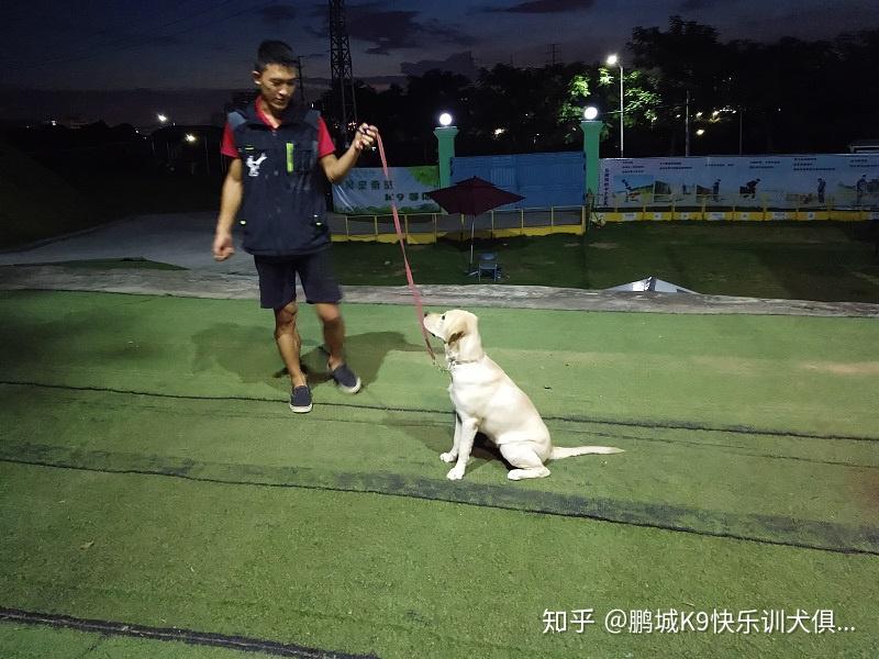 k9训犬俱乐部图片