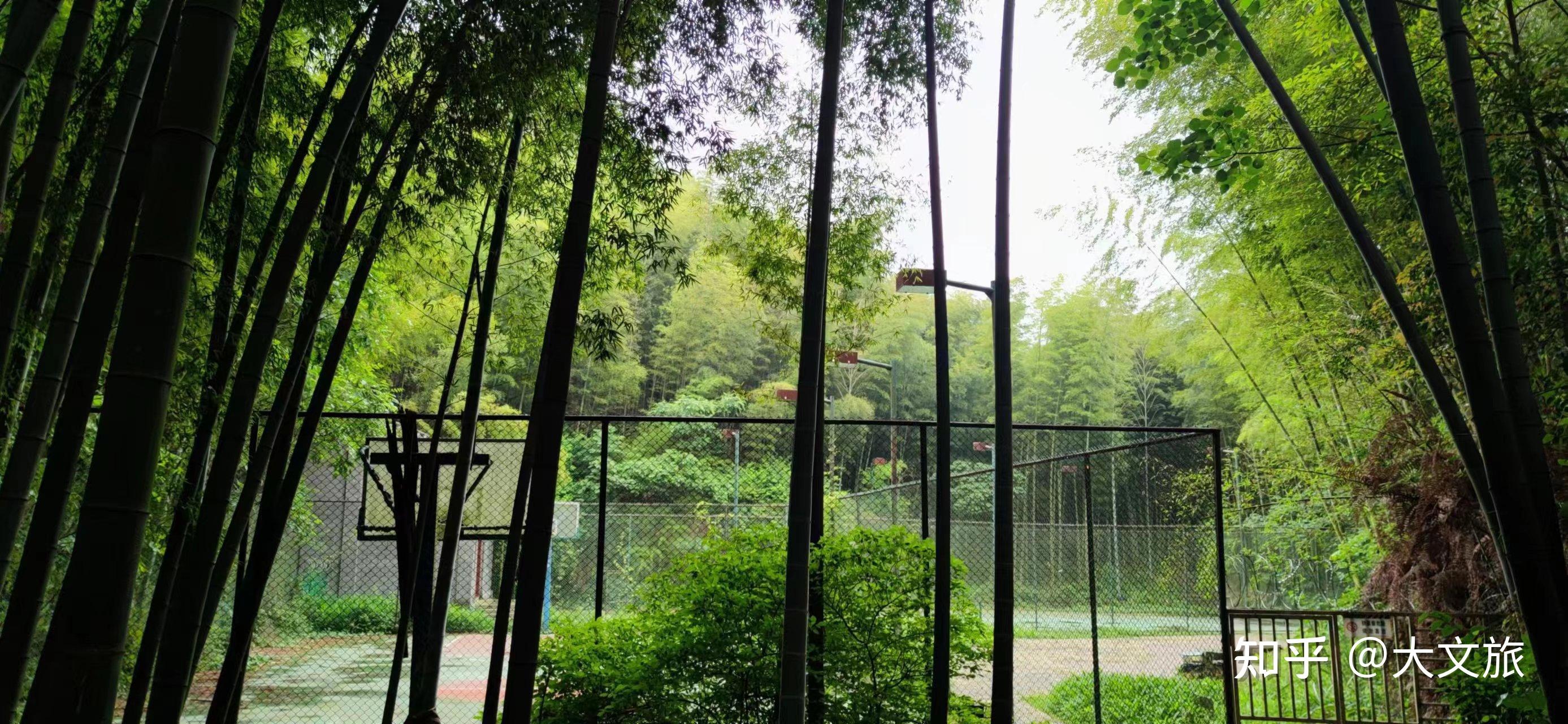 张艺谋《十面埋伏》取景地茶山竹海:青山碧水让人忘忧 - 知乎