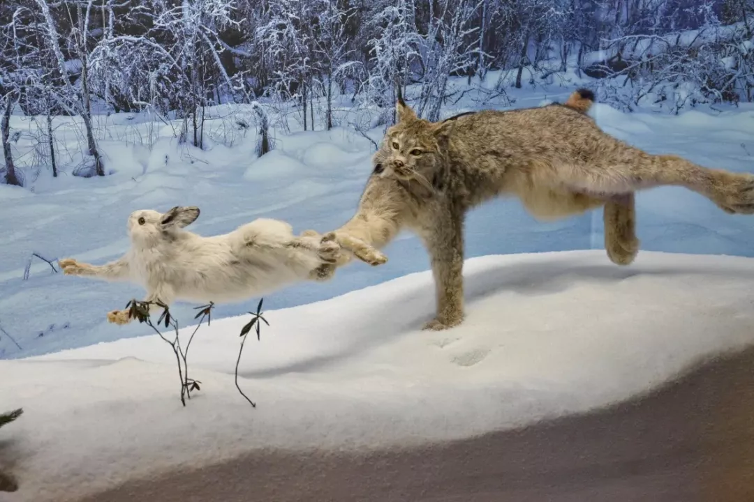 加拿大猞猁这手也忒大了
