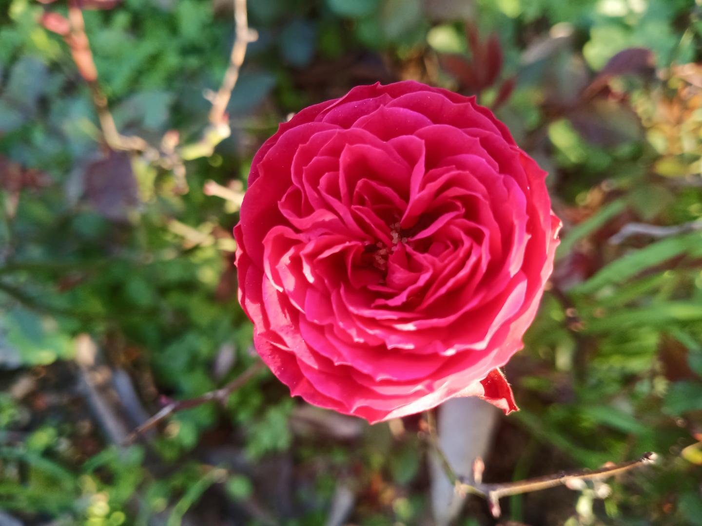 近距离拍摄的花朵