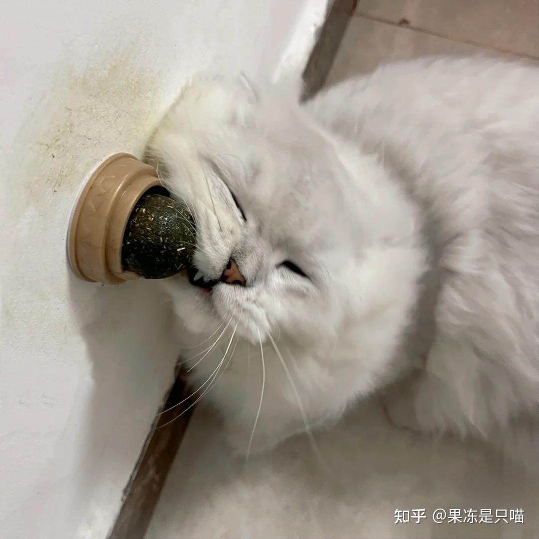 什么是猫薄荷？ 知乎 