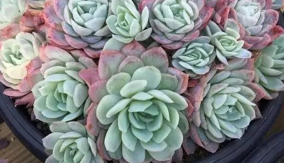 怎样才能让多肉植物群生爆盆 知乎 怎样才能让多肉植物群生爆盆 知乎