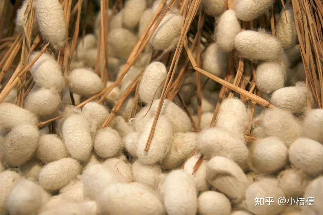 桑蚕由人工养殖细腻柔美蚕茧总共分为2大类:桑蚕茧和柞蚕茧我们家里养