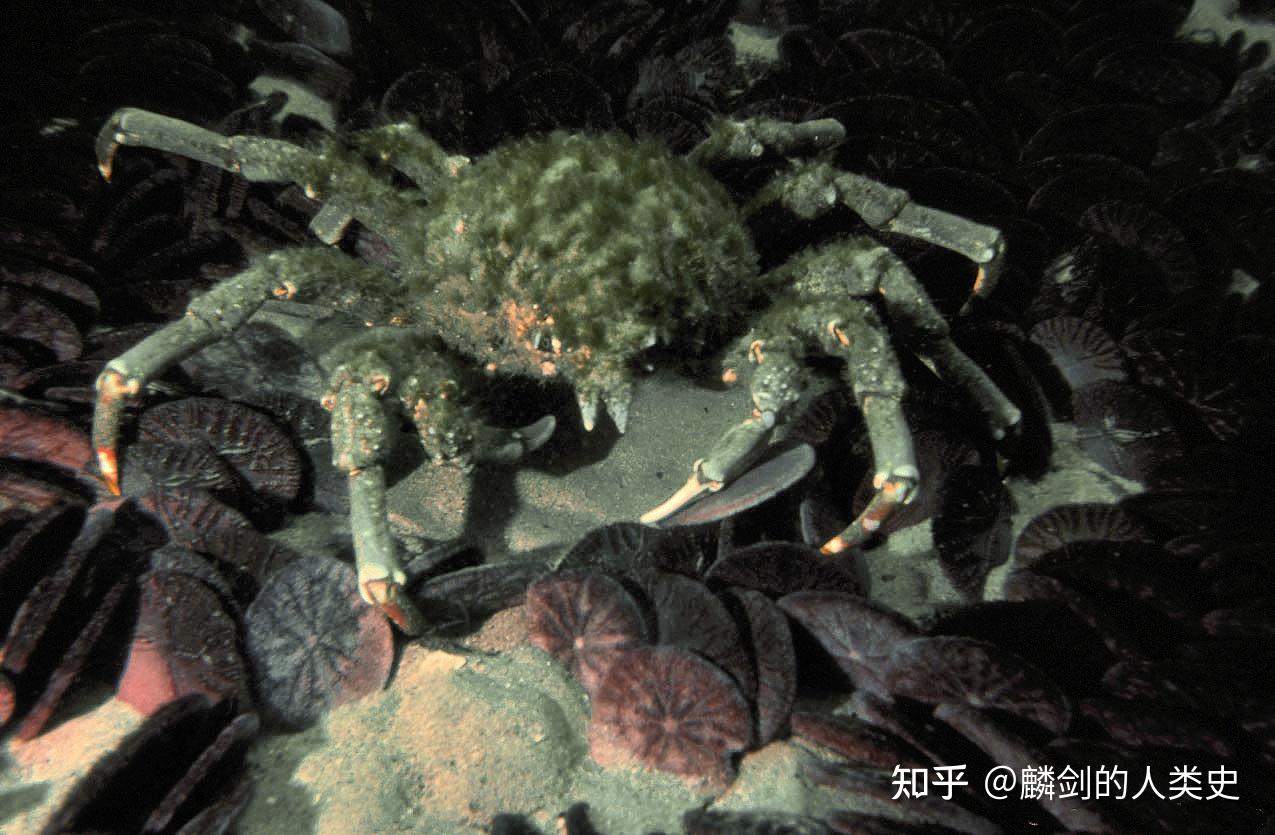 Fichier:Spider crab at manila ocean park.jpg — Wikipédia