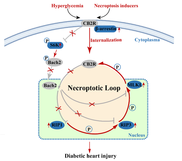 Circulation︱邹云增/葛均波/李立亮联合揭秘2型大麻素受体调控的坏死性凋亡环路在糖尿病心肌损伤中的作用机制 - 知乎