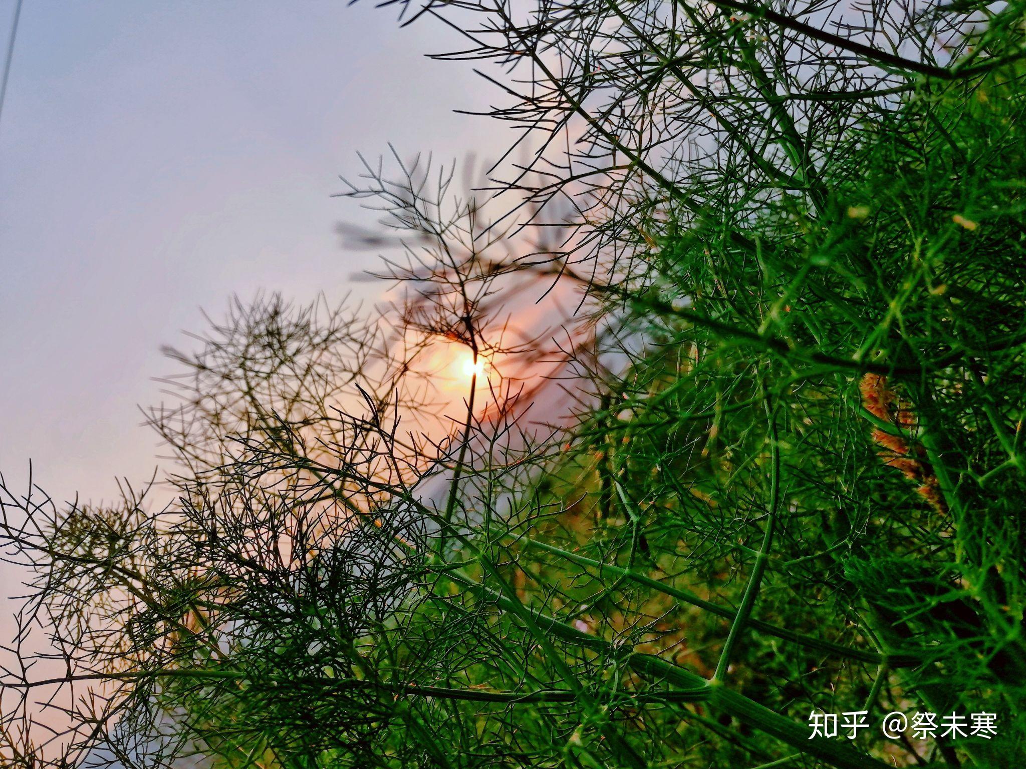 简简单单平平淡淡如此甚好