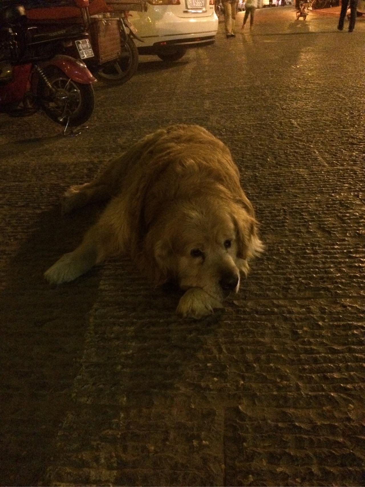 手机壁纸高清动态全屏人与狗 v2-5b2323202a49af304a5ae0a52a05a0ec_r.jpg