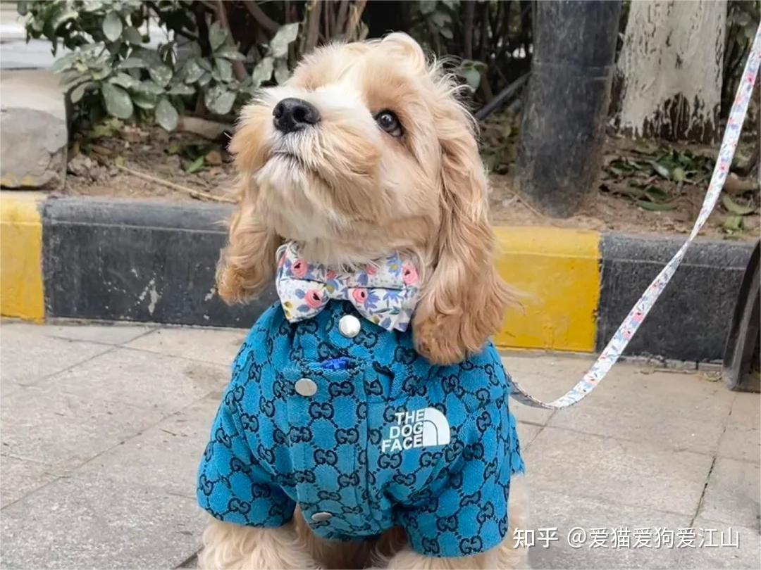 普安特宠物药科普：探秘可爱可卡布犬的养护要点 - 知乎
