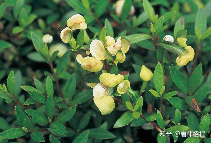 椿花,(山茶花)--日本庭園中必不可少的花 - 知乎