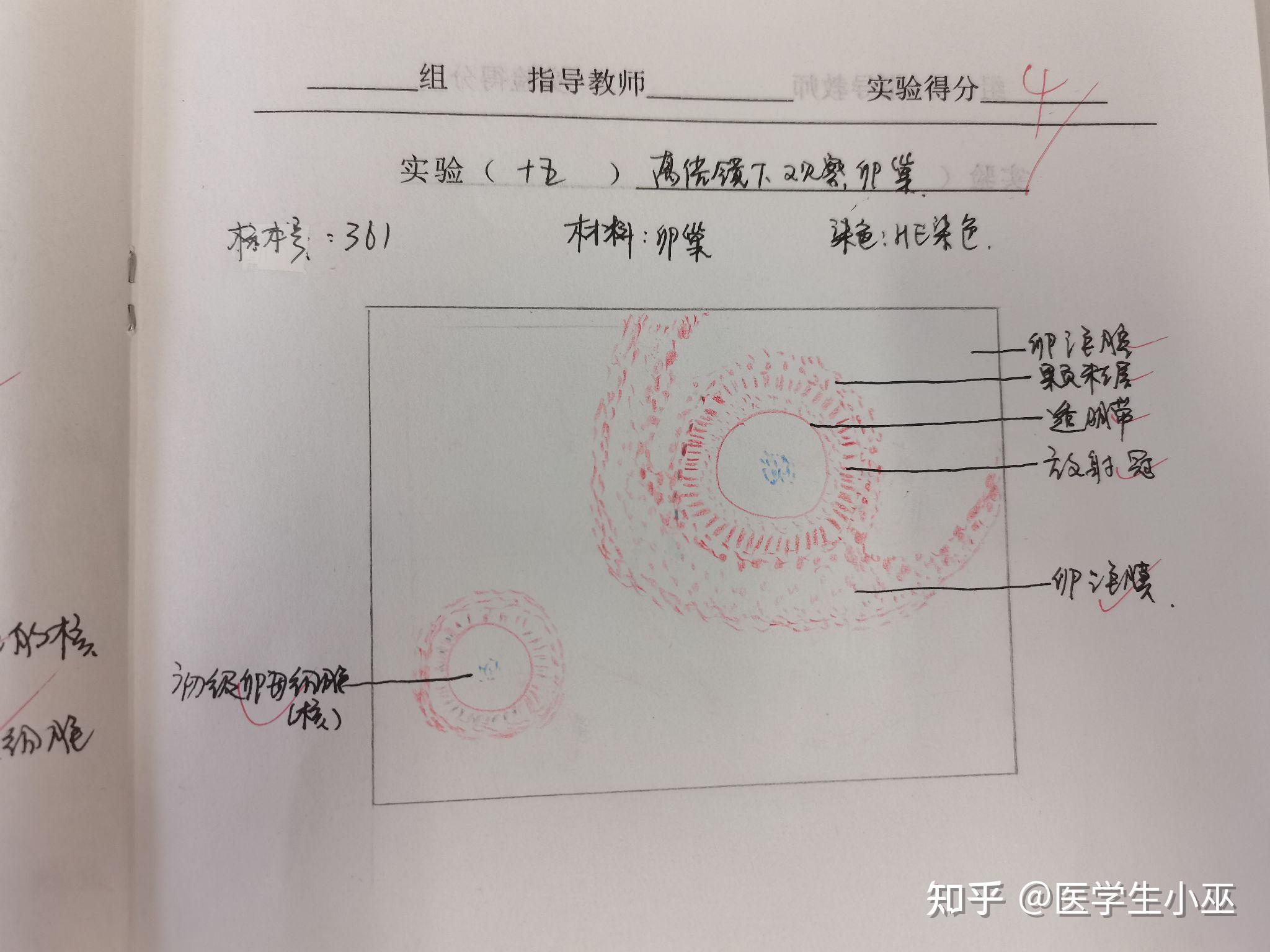 组胚绘图卵巢图片