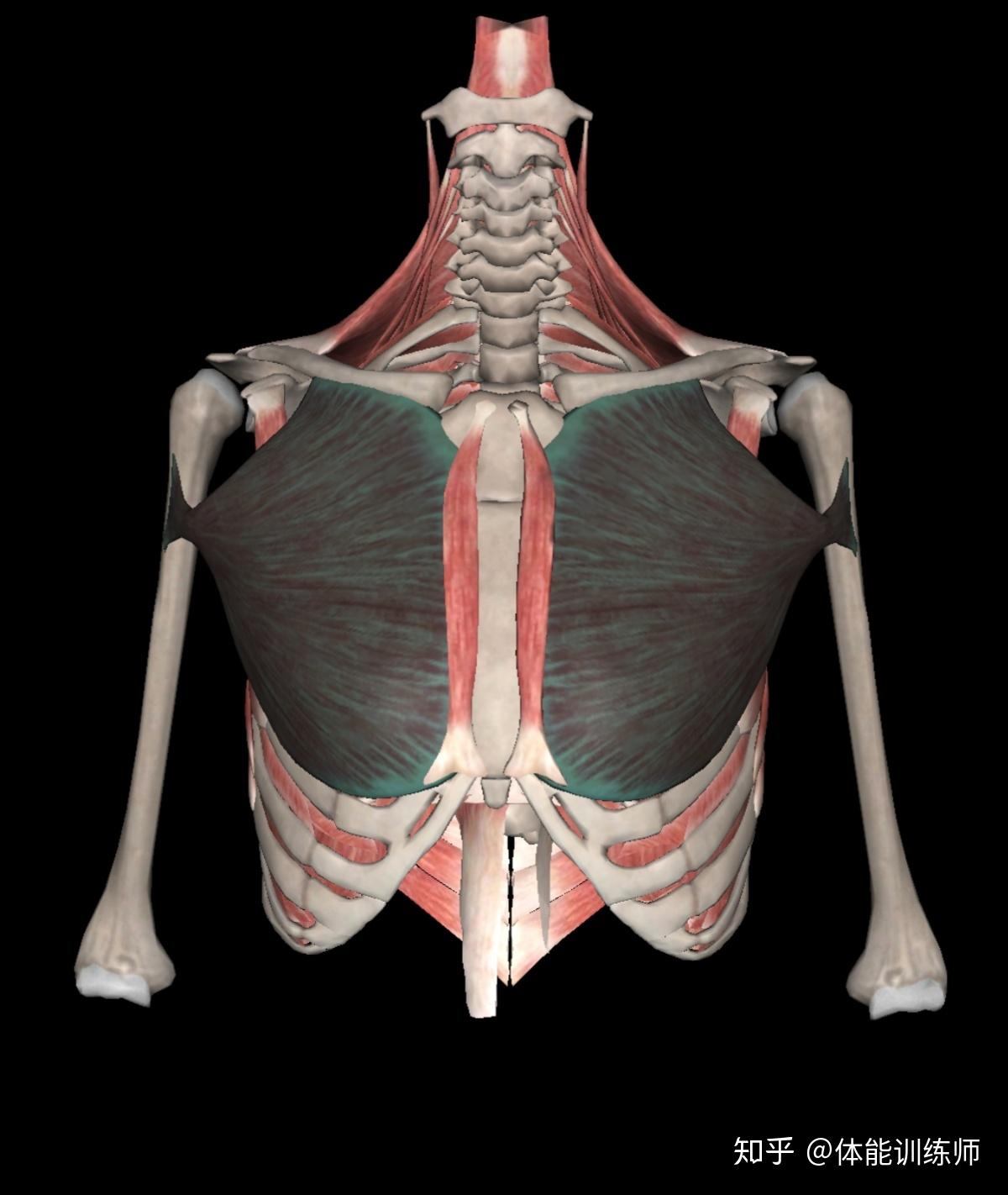 肋间肌的简单模型图图片