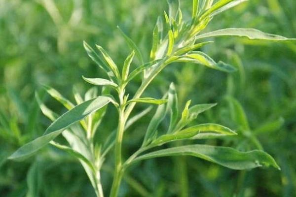 圆苞车前子壳了解一下