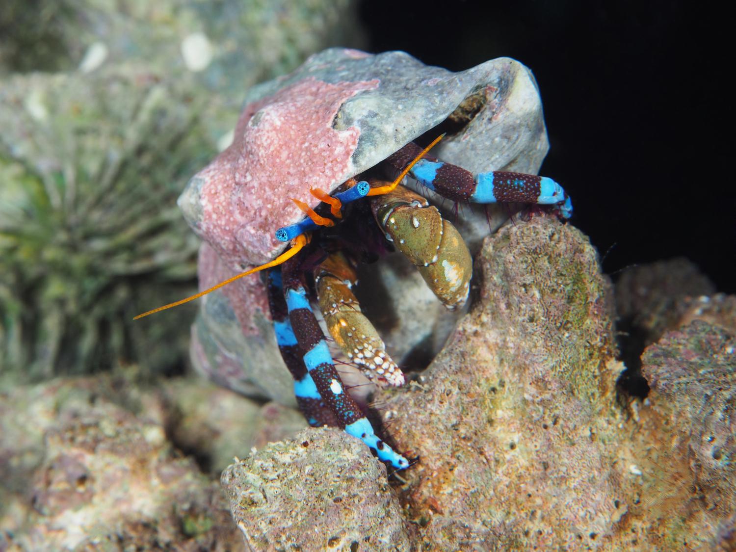 中国海寄居蟹总科图鉴