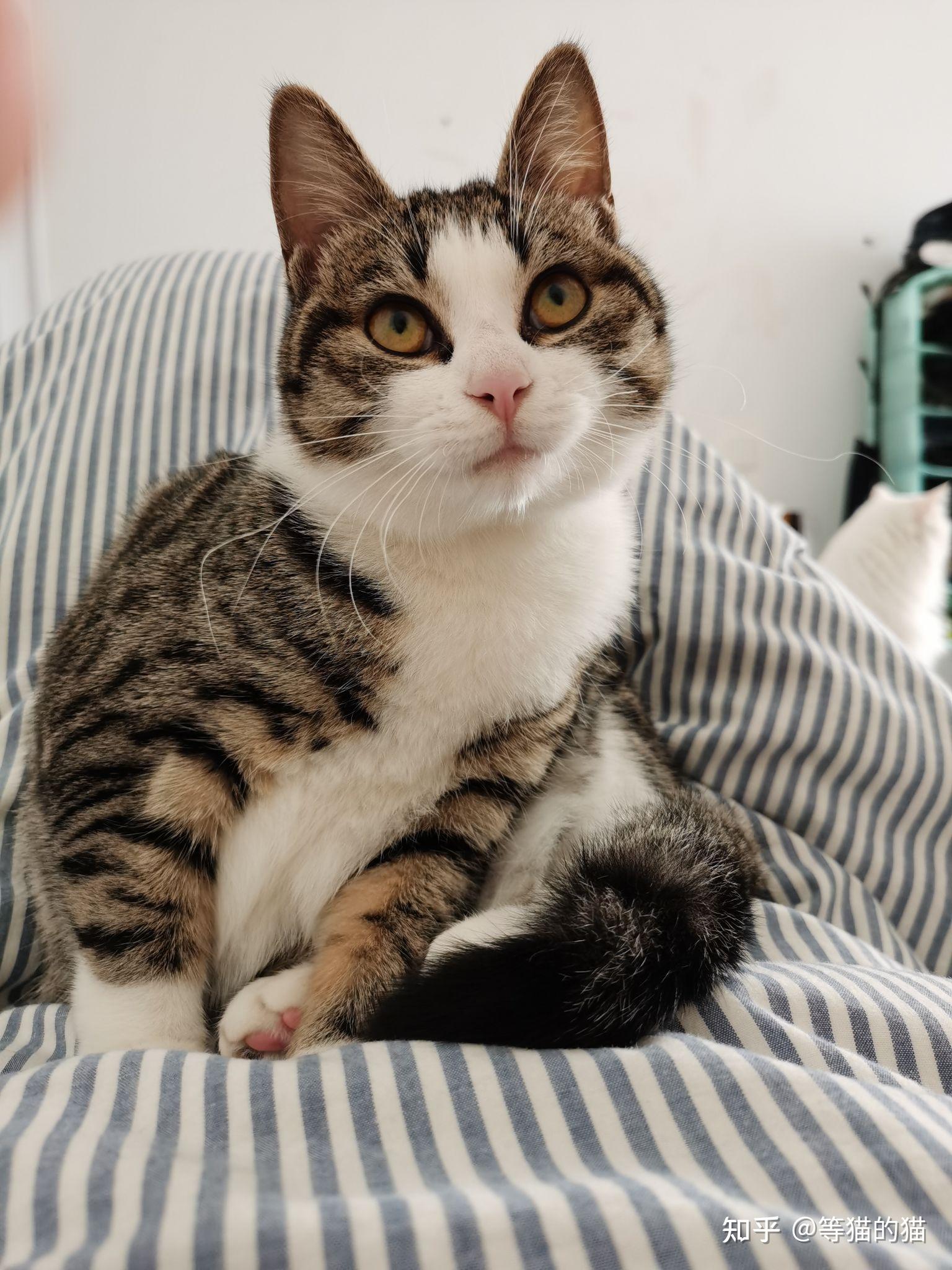 白餐巾白手套的狸花猫能有多漂亮? - 知乎