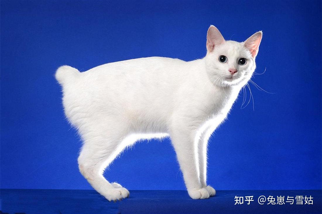 中国古代猫经赏析(不断更新)