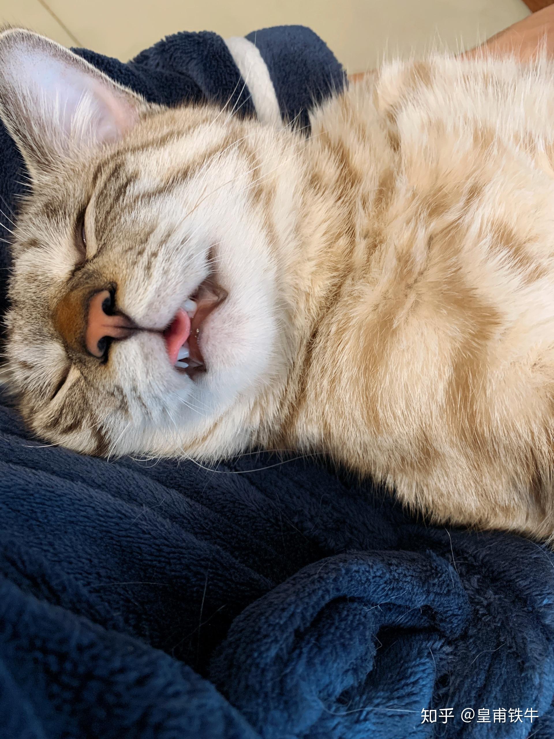 小猫咪睡觉都有什么奇怪的睡姿? - 知乎
