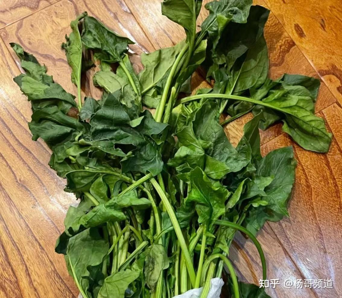 普通冰箱只是简单的用低温延缓食材变质,比如葱,白菜,菠菜这种绿色