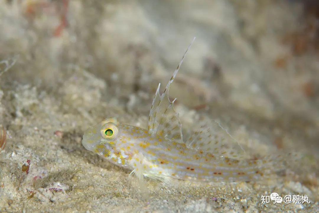 虾虎鱼明仁天皇最爱的鱼有什么花式吃法