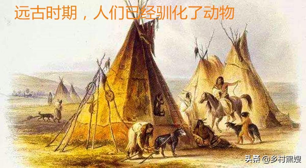 畜牧业在以前是什么样子?一口气带你搞懂古代畜牧业 - 知乎