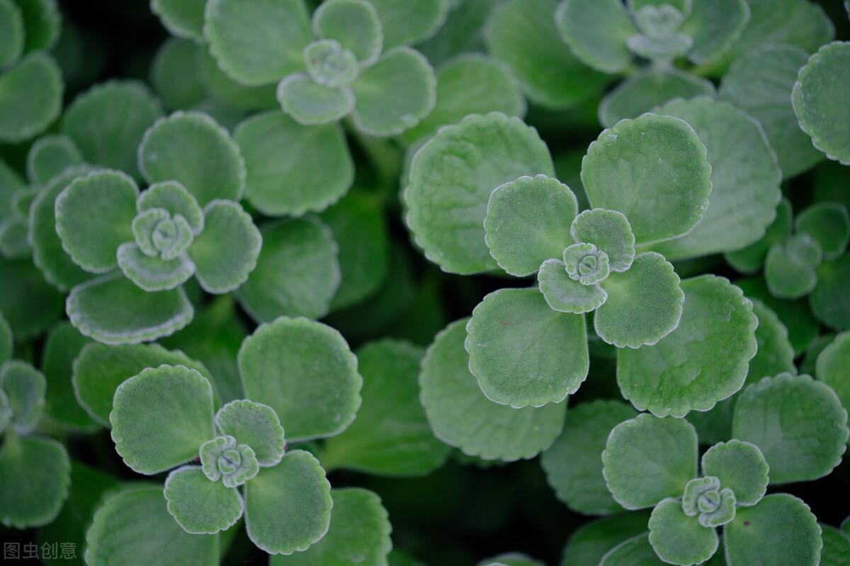 植物界的楚留香碰碰香一碰就手留余香