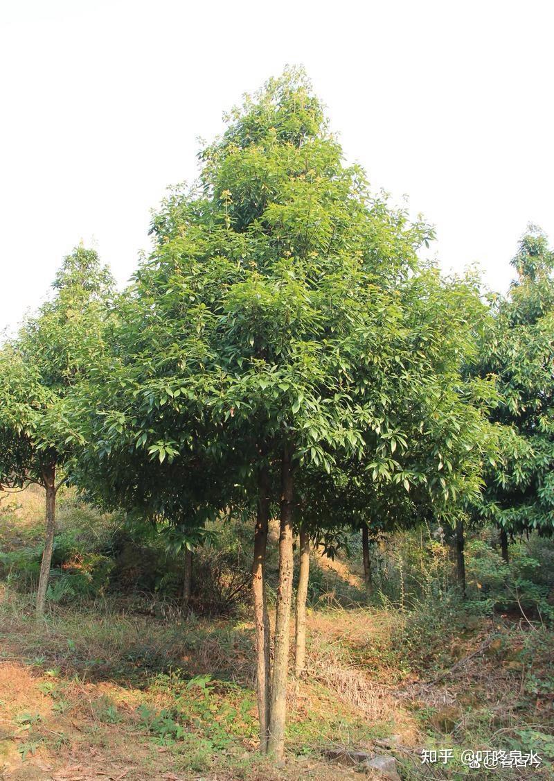 原来金丝楠木不是一种树 你有没有买过