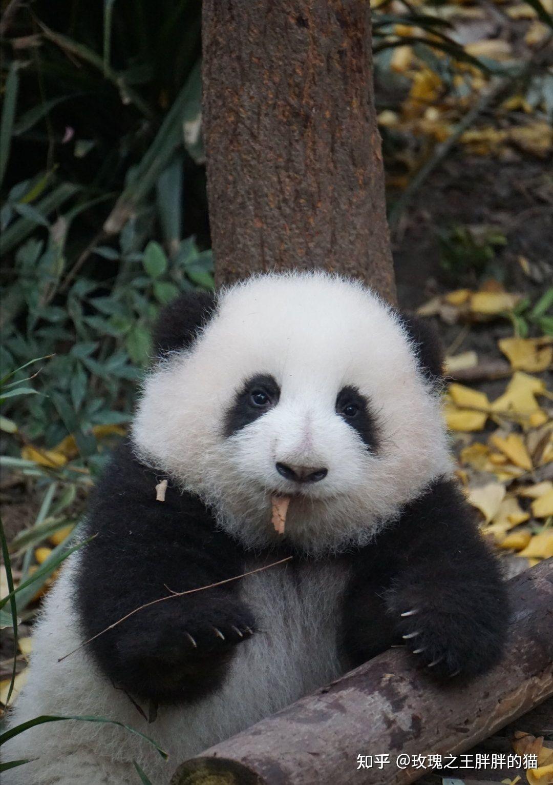 为什么和花大熊猫这么可爱? - 知乎