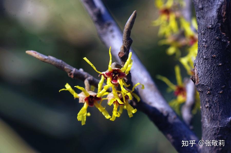 生态客分科识花图鉴26金缕梅科