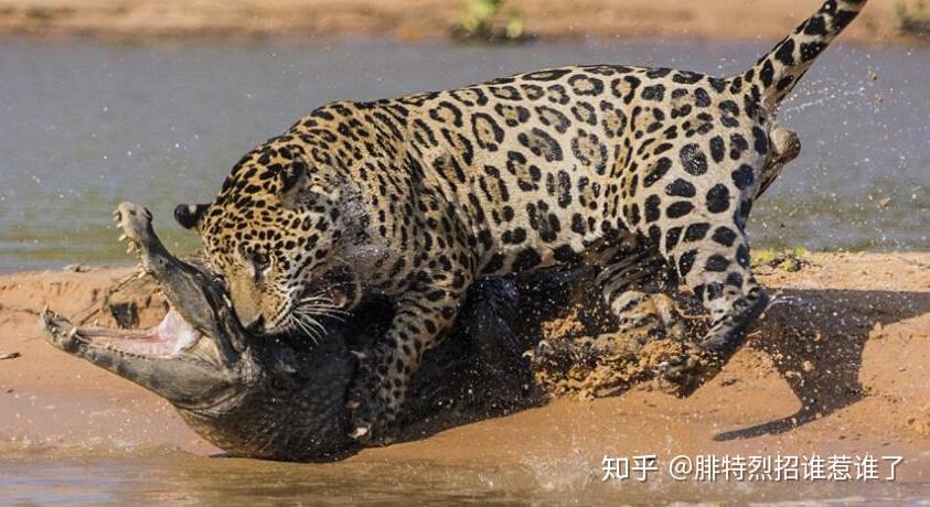 战斗力最强的猫科动物 v2-5b74798aa20d5b9bf1105c525ded1eba_r.jpg